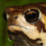 Mega Toad
