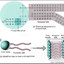 GlucoNeoGenesis