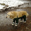 dog in pants