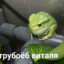 трубаеб виталя