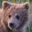 Lil&#039;Bearling