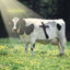 A Good Christian Cow