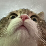 薯条追杀番茄酱