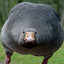 Goose