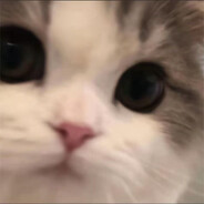 小猫能有什么坏心思呢