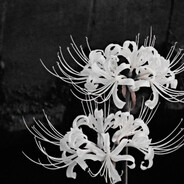 кодировка от доты