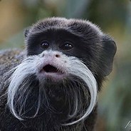 olo - Monkey