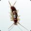 earwig