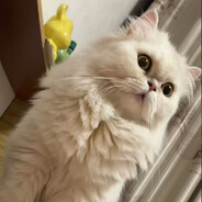 オリムライチカ