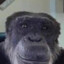Meskius pleskius