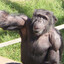 Photorealistic Chimp