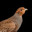 Curopato4ka