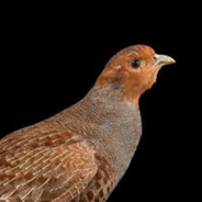 Curopato4ka