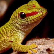 Running with Lizards