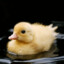 Ducky_duck26