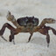 Crab Walk