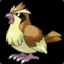 PIDGEY