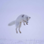 Snowfox