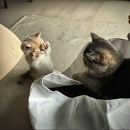 宇宙无敌伤心王