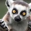 Lemur The Beamer ;)