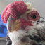 PapaBigBird