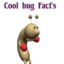 COOL BUG FACTS