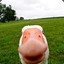 Wasted_Duck