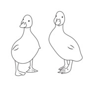 Duck_Paper