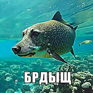 БРДЫЩ