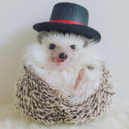 wizzardhat