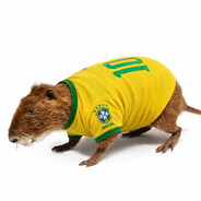 Ratão-do-Banhado