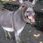 Donkey Schlong