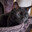 look at my cat she is purrfect