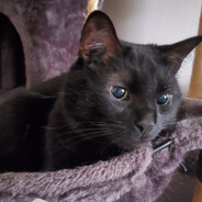 look at my cat she is purrfect