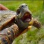 naughty turtle