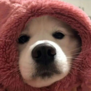 一米三东方巨龙Danking