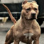 Zepek.Dog
