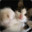 Kittenpunch