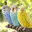 Bird Bird Bird
