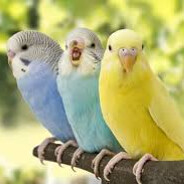 Bird Bird Bird