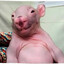Rat Stanley