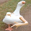 sherif_goose