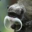 SwampMonkey