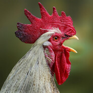 Rooster