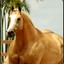 ANABOLIC HORSE