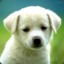 aleinDog-