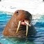 GallopingWalrus