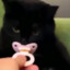 cat with pacifier