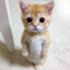 Scudy