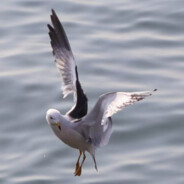 去码头整点薯条